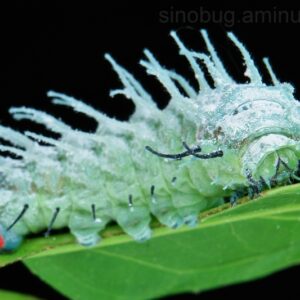 Attacus atlas (Thailand) Ova/Larvae  x 15