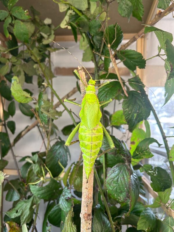 Heteropteryx dilatata Pair - Male & Female  (2nd/3rd Instar Nymphs)