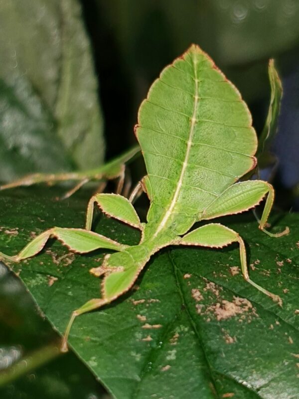 Phylium philippinicum (2nd/3rd Instar Nymphs)