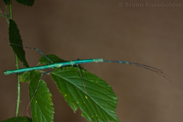 Myronides glaucus (2nd/3rd Instar Nymphs)