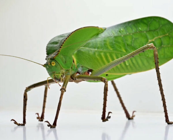 Siliquofera grandis (2nd Instar Nymphs)