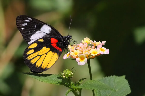 Delias henningia