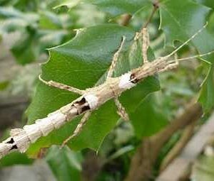 Lamponius guerini (2nd/3rd Instar Nymphs)