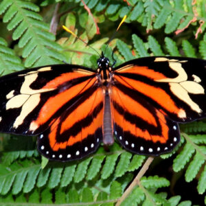 Lycorea halia cleobaea