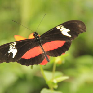 Heliconius hortense
