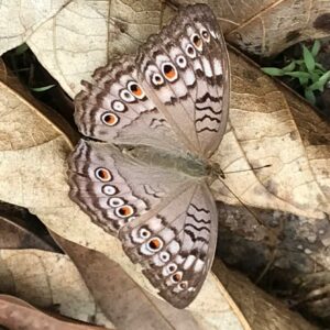Junonia atlites