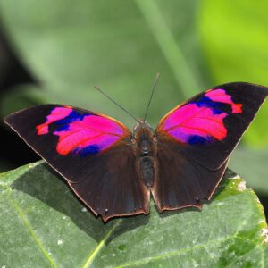 Anaea (Fountainea) nessus