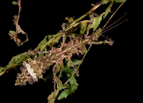 Taraxippus samarae (2nd/3rd Instar Nymphs)