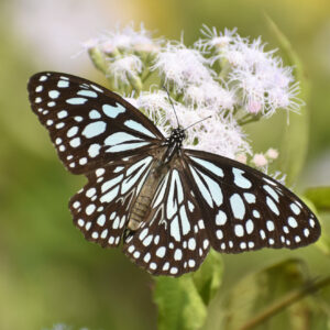 Danaus (Tirumala) limniace