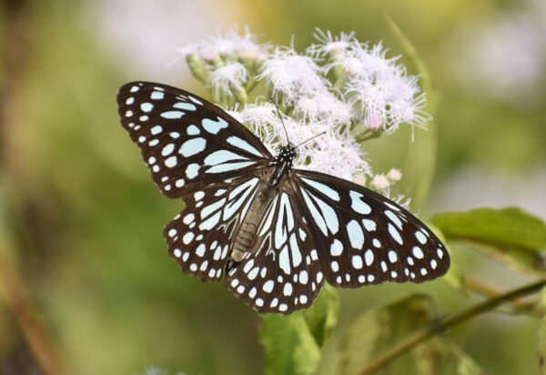 Danaus (Tirumala) limniace