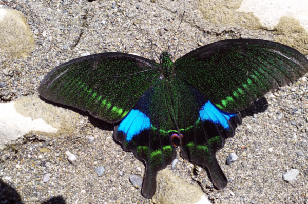 Papilio paris