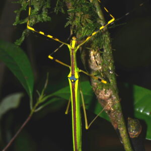 Anarchodes annulippes (2nd/3rd Instar Nymphs)