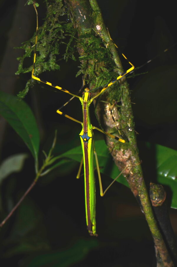 Anarchodes annulippes (2nd/3rd Instar Nymphs)