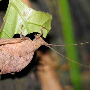 Typophyllum trapeziforme (3rd Instar Nymphs)
