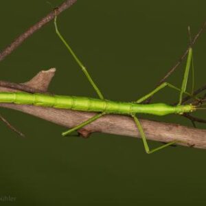 Hermarchus sp. Efate (2nd/3rd Instar Nymphs)