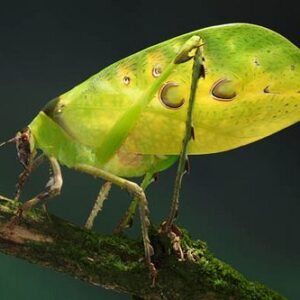 Ancylecha fenestrata (2nd Instar Nymphs)