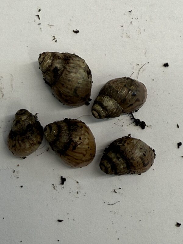 Achatina fulica (Giant Land Snails) x 5