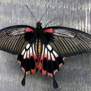 Papilio memnon (Mindoro - Philippines)
