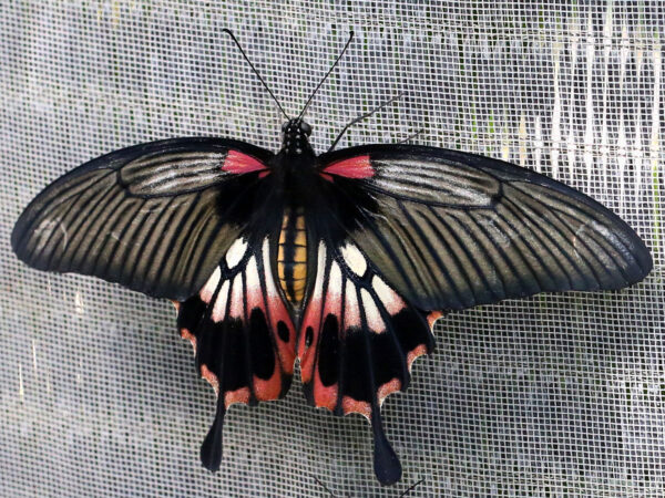 Papilio memnon (Mindoro - Philippines)