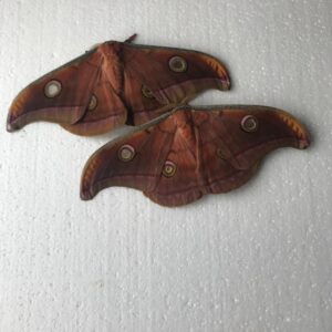 Antheraea mylitta Ova x 12