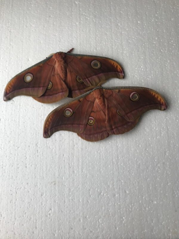 Antheraea mylitta Ova x 12