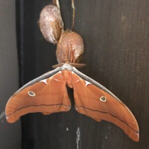 Antheraea Godmanii Ova x 15