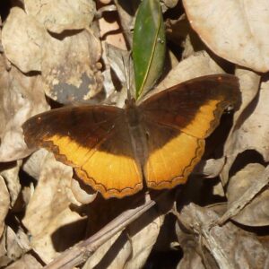 Eurytela dryope