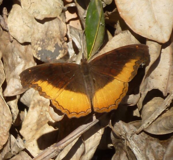 Eurytela dryope