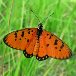 Acraea violae