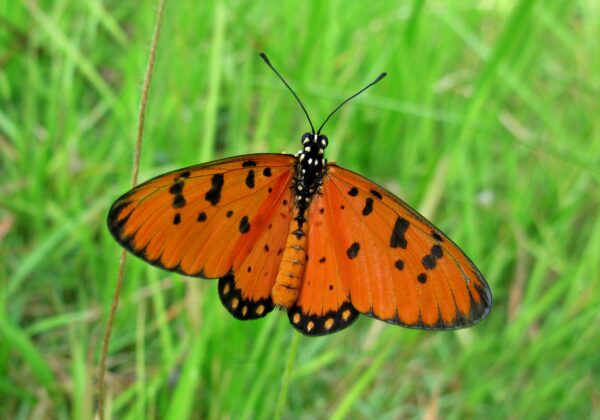 Acraea violae