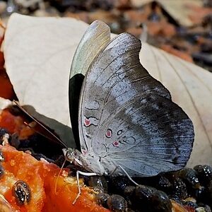 Euthalia evelina