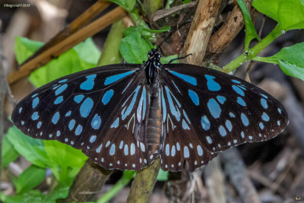 Danaus (Tirumala) petiverana