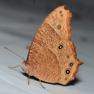 Melanitis leda