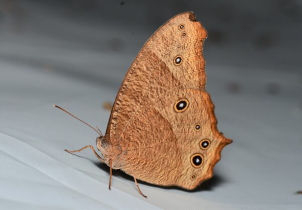 Melanitis leda