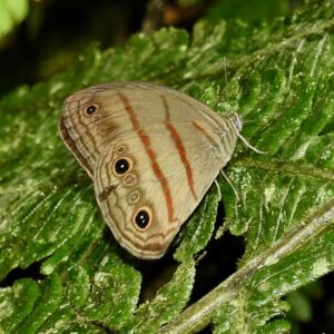 Megeuptychia antonoe