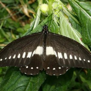 Papilio Jacksoni